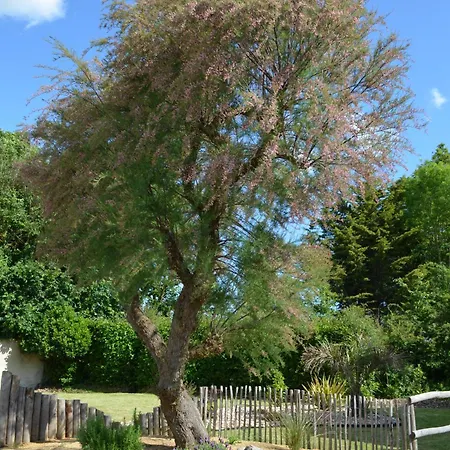 Maison Jasmin Proche De L'ocean *