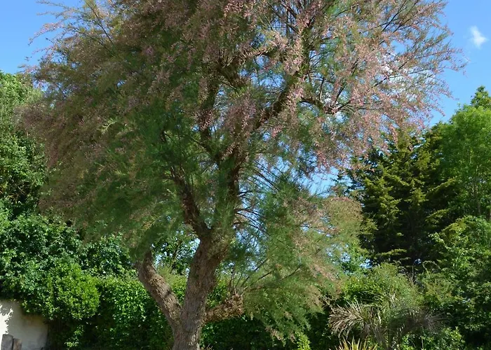 Maison Jasmin Proche De L'ocean *